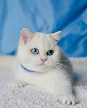 Котята Британской Короткошерстной — купить в Одессе