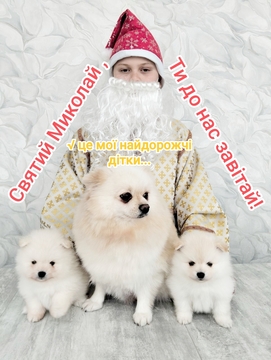 Щенки Померанского шпица — купить в Строе