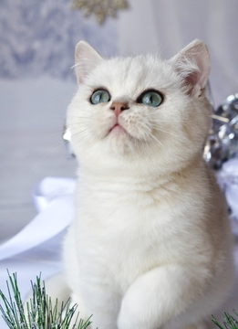 Котята Британской Короткошерстной — купить в Одессе