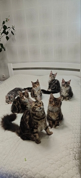 Котята Мейна-куна — купить в Харькове