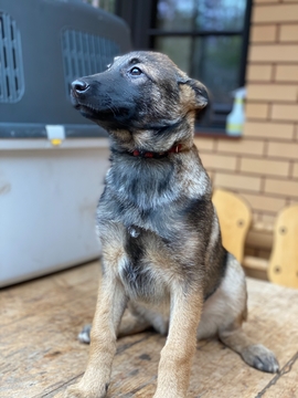 Щенки Бельгийской Овчарки — купить в Киеве