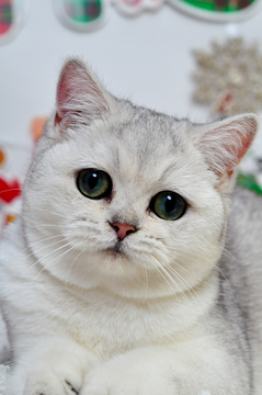 Котята Британской Короткошерстной — купить в Одессе