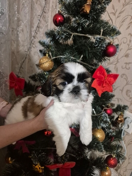 Щенята Ши-Тцу — купити у Кривому Розі