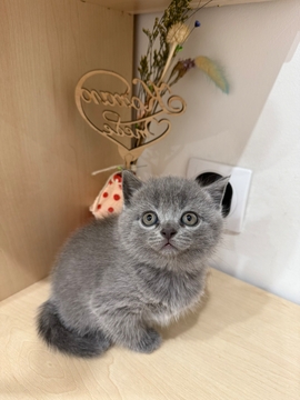 Котята Шотландской прямоухой кошки — купить в Пустомытах