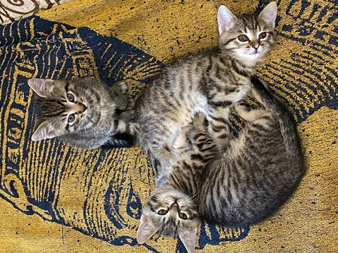 Котята Американской Короткошерстной Кошки в добрые руки в Каменском