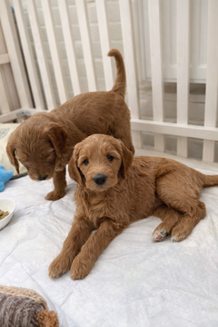 Щенята Голдендудля (Goldendoodle) — купити у Одесі