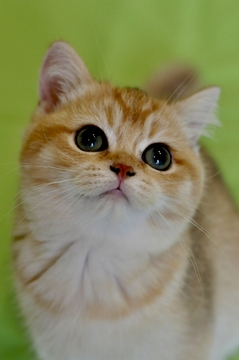 Котята Британской Короткошерстной — купить в Одессе