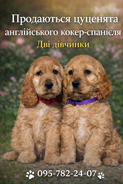 Щенята Американського Кокер-Спаніеля — купити у Києві