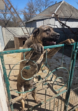 Щенки Канарского дога — купить в Броварах