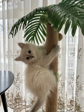 Котята Невской Маскарадной — купить в Киеве