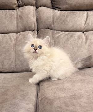 Котята Невской Маскарадной — купить в Киеве