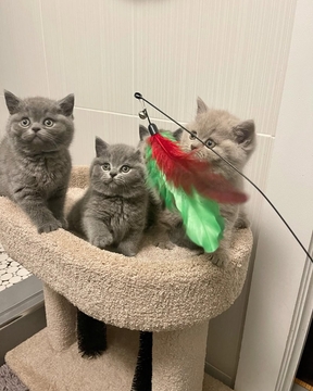 Котята Британской Короткошерстной — купить в Богуславе