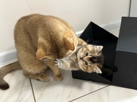 Котята Шотландской прямоухой кошки — купить в Одессе