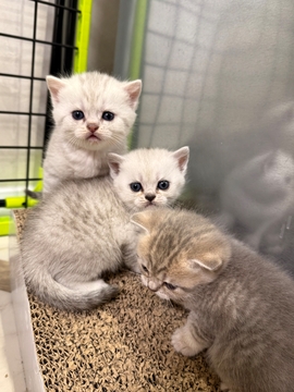 Котята Шотландской прямоухой кошки — купить в Ивано-Франковске