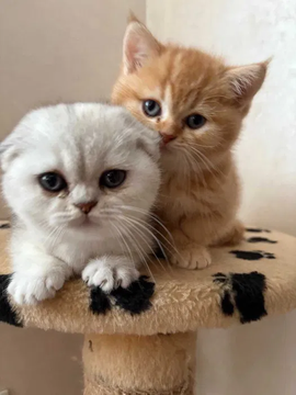 Котята Шотландской Вислоухой — купить в Киеве