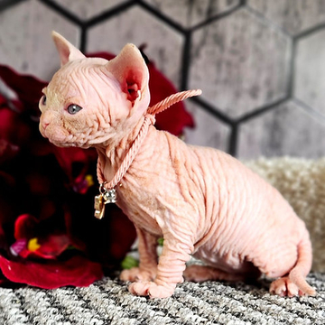 Котята Шотландской прямоухой кошки — купить в Великом Бычкове