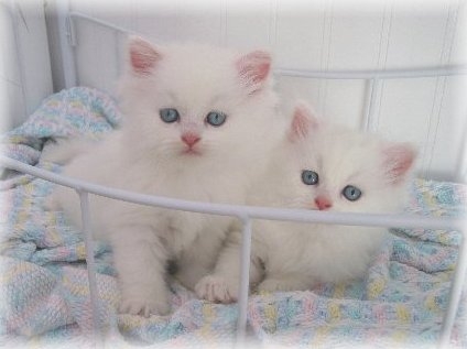 Котята Ликои — купить в Орджоникидзе