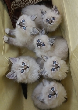 Котята Невской Маскарадной — купить в Киеве