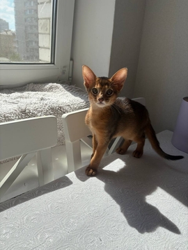 Котята Абиссинской Кошки — купить в Киеве