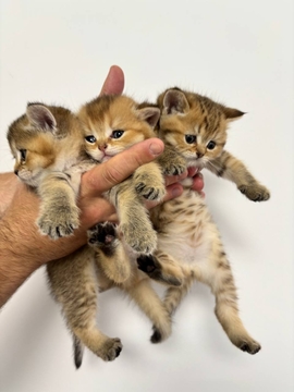 Котята Шотландской прямоухой кошки — купить в Киеве
