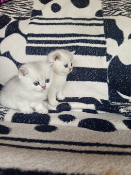 Котята Шотландской прямоухой кошки — купить в Косове