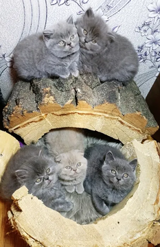 Котята Шотландской прямоухой кошки — купить в Днепре