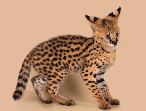 Котята Саванны — купить в Амвросиевке