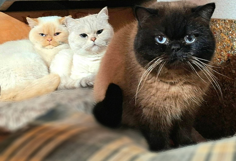 Котята Британской Короткошерстной — купить в Киеве