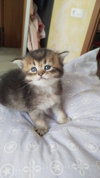 Котята Шотландской прямоухой кошки — купить в Днепре