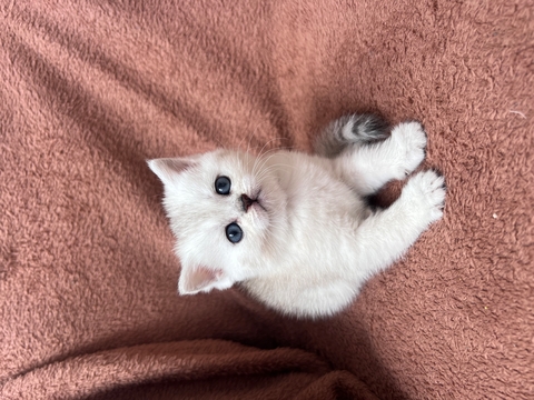 Котята Скоттиш Страйта — купить в Киеве