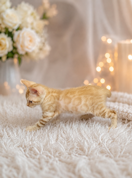 Котята Бенгальской Кошки — купить в Харькове