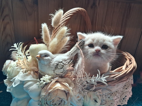 Котята Шотландской прямоухой кошки — купить в Сумах