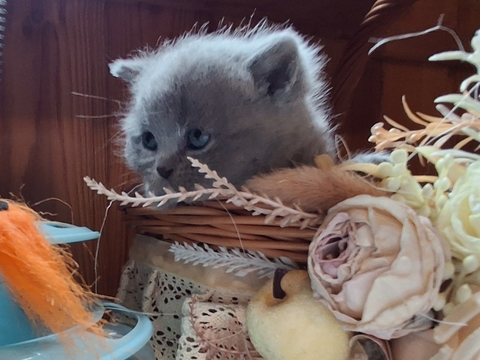 Котята Шотландской прямоухой кошки — купить в Сумах