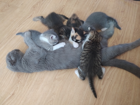 Котята Шотландской Вислоухой в добрые руки в Виннице