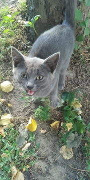 Котята Русской Голубой Кошки в добрые руки в Лубнах