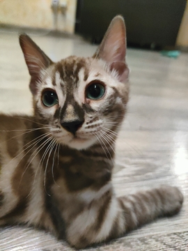 Котята Бенгальской Кошки — купить в Днепре