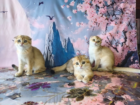 Котята Шотландской Вислоухой — купить в Житомире
