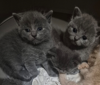 Котята Скоттиш Страйта — купить в Боярке