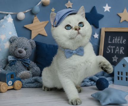 Котята Британской Короткошерстной — купить в Киеве