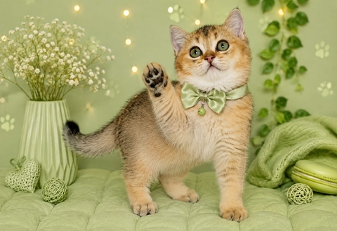 Котята Британской Короткошерстной — купить в Житомире