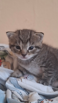 Котята Шотландской Вислоухой в добрые руки в Киеве