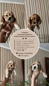 Щенки Американского кокер-спаниеля — купить в Хмельницком