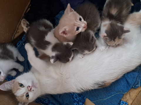 Котята Японского Бобтейла в добрые руки в Кагарлыке
