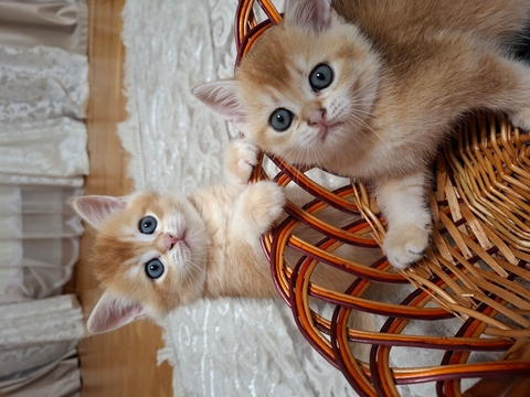 Котята Шотландской Вислоухой — купить в Казатине