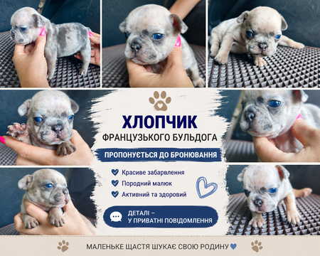 Щенки Французского бульдога — купить в Белой Церкви