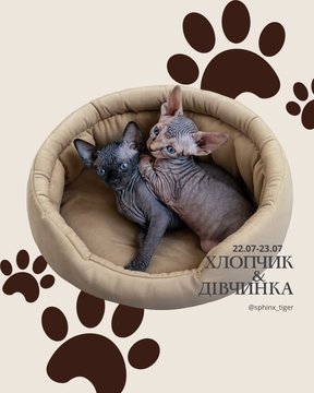 Котята Канадского Сфинкса — купить в Кривом Роге