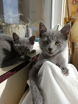 Котята Русской Голубой Кошки — купить в Киеве