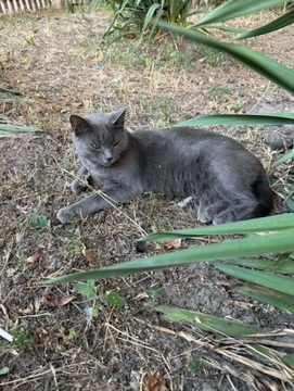 Котята Британской Короткошерстной в добрые руки в Борисполе