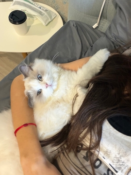 Котята Рэгдолла — купить в Киеве