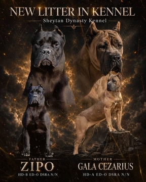Щенки Кане Корсо — купить в Киеве